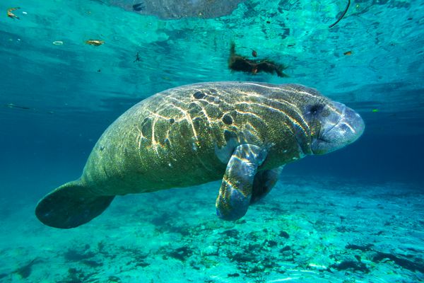 Florida manatee floating in the water.