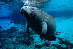 dwarf manatee