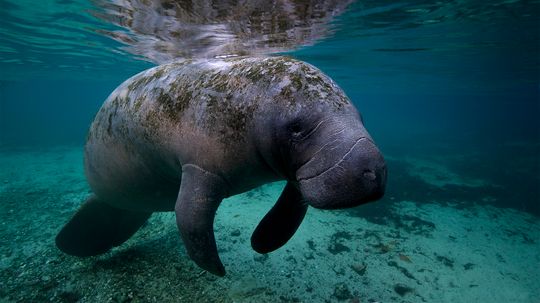 It's a Manatee's Life: Swim, Eat, Rest, Repeat