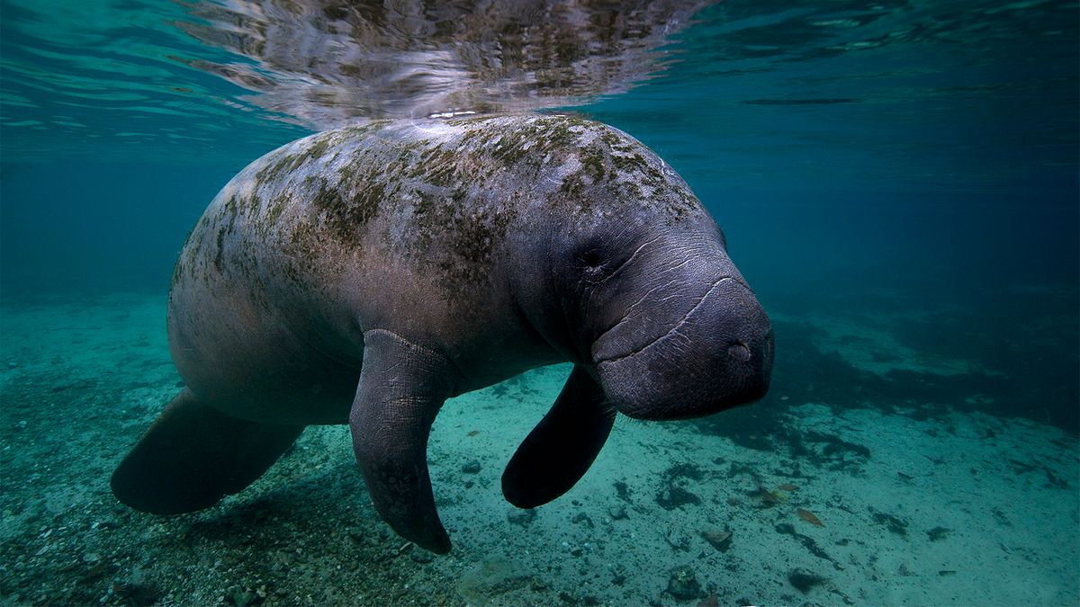 It's a Manatee's Life: Swim, Eat, Rest, Repeat | HowStuffWorks