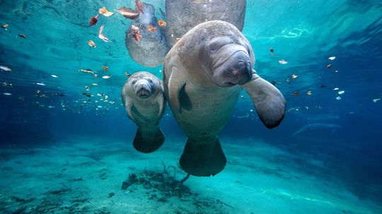 Can manatees see underwater?