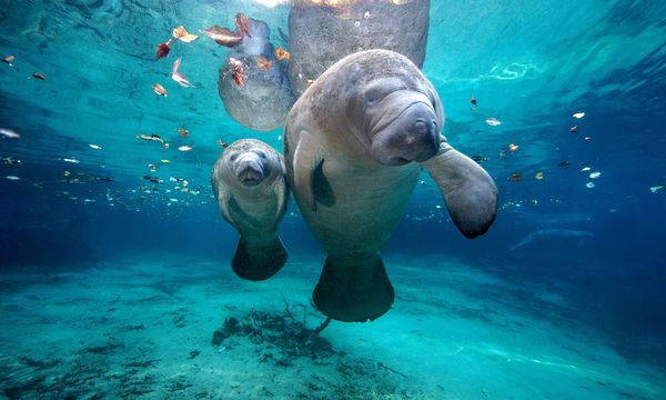 Manatees See Underwater