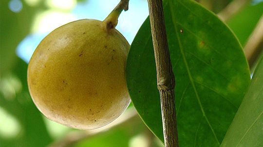 Manchineel或'死亡苹果'是世界上最危险的树“border=