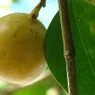 The Manchineel, or 'Death Apple,' Is the World's Most Dangerous Tree