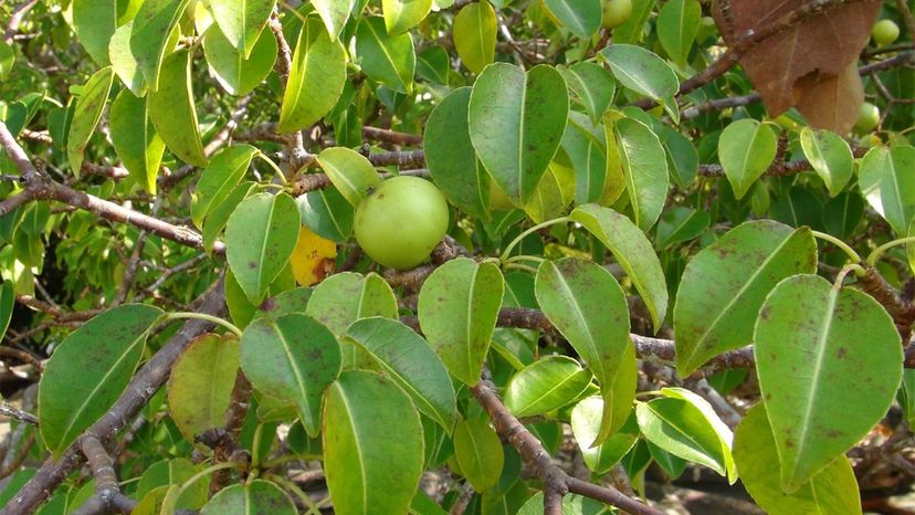 Manchineel tree	