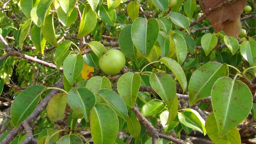 Manchineel树“border=