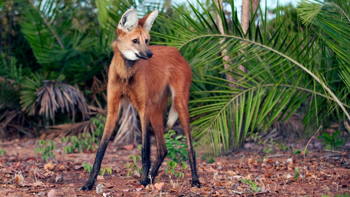 Is It a Fox on Stilts? Nope, It’s a Maned Wolf!