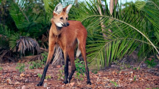 Is It a Fox on Stilts? Nope, It's a Maned Wolf!