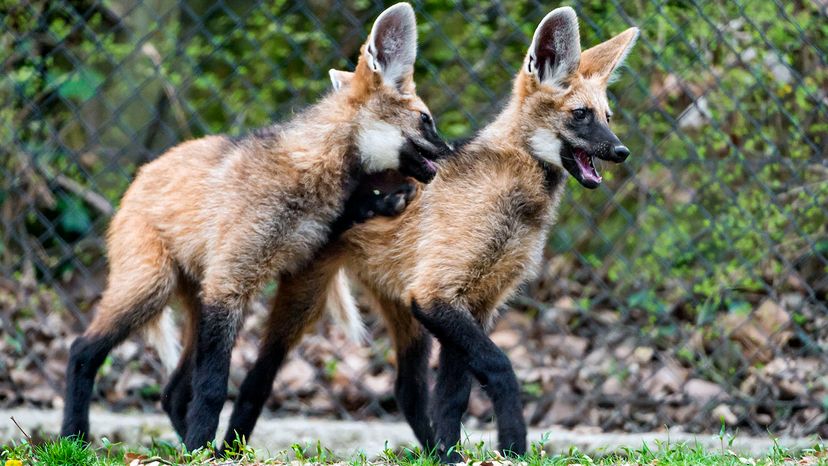 Maned wolf pups