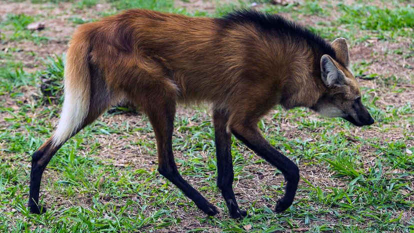 Dog store wolf fox