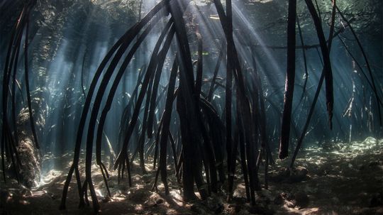How Mangrove Forests Are Great for the Planet