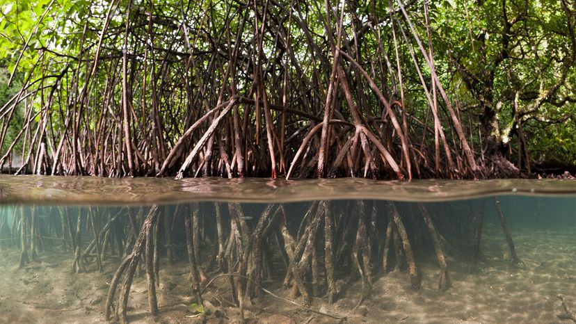 mangroves