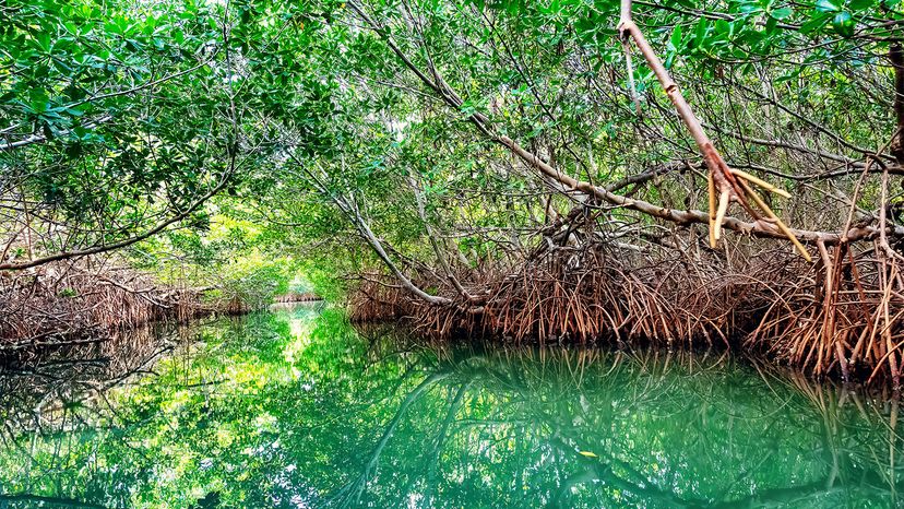 mangroves