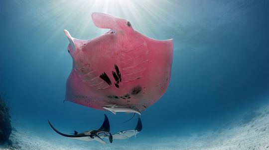 Meet Inspector Clouseau, Australia's Neon Pink Manta Ray