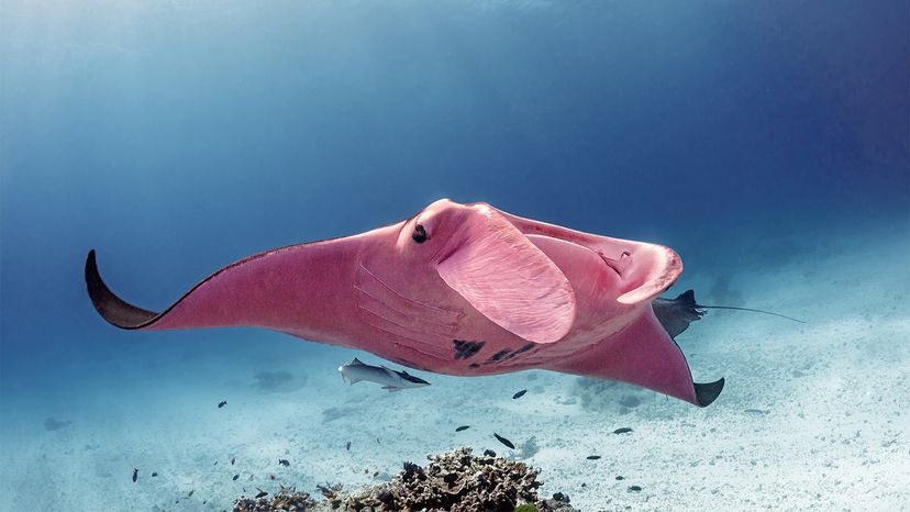 Pink Manta