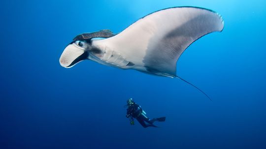 What's the Difference Between Manta Rays and Stingrays?