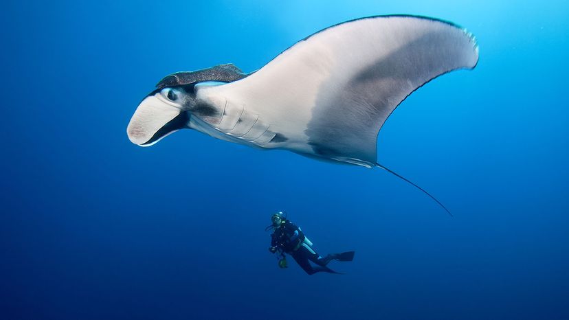 giant manta ray