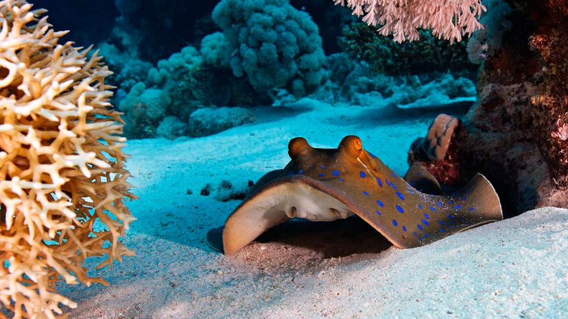 bluespotted ribbontail ray