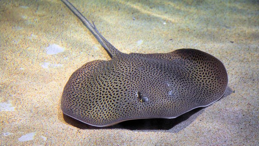 reticulate whipray