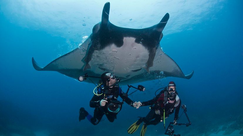 giant manta ray