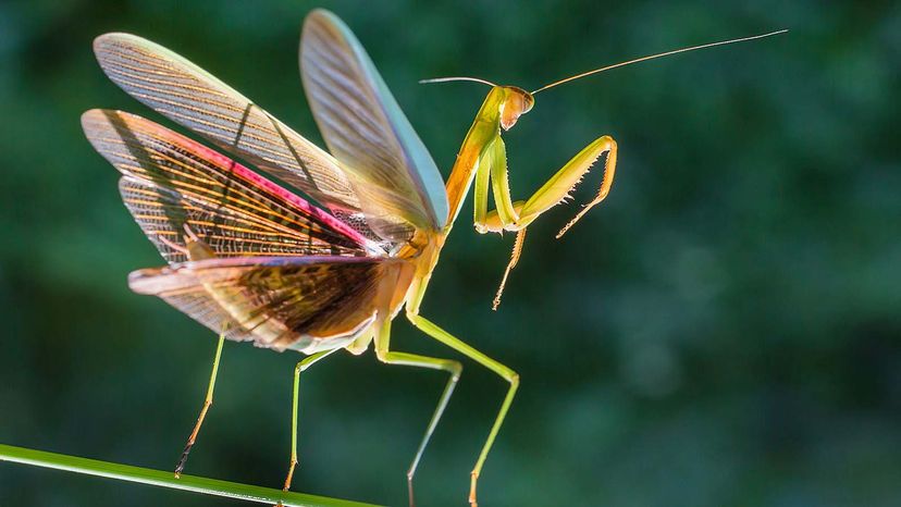 brown female praying mantis