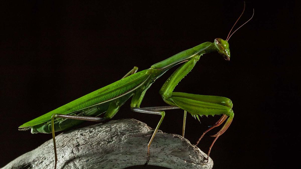 Brown Female Praying Mantis