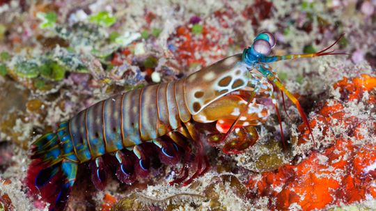 Test Your Knowledge: Mantis Shrimp Quiz