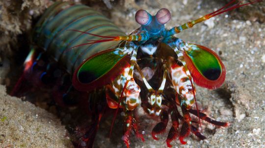 The Amazing Mantis Shrimp Punches Its Prey, Plus More Colorful Facts