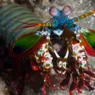 The Amazing Mantis Shrimp Punches Its Prey, Plus More Colorful Facts