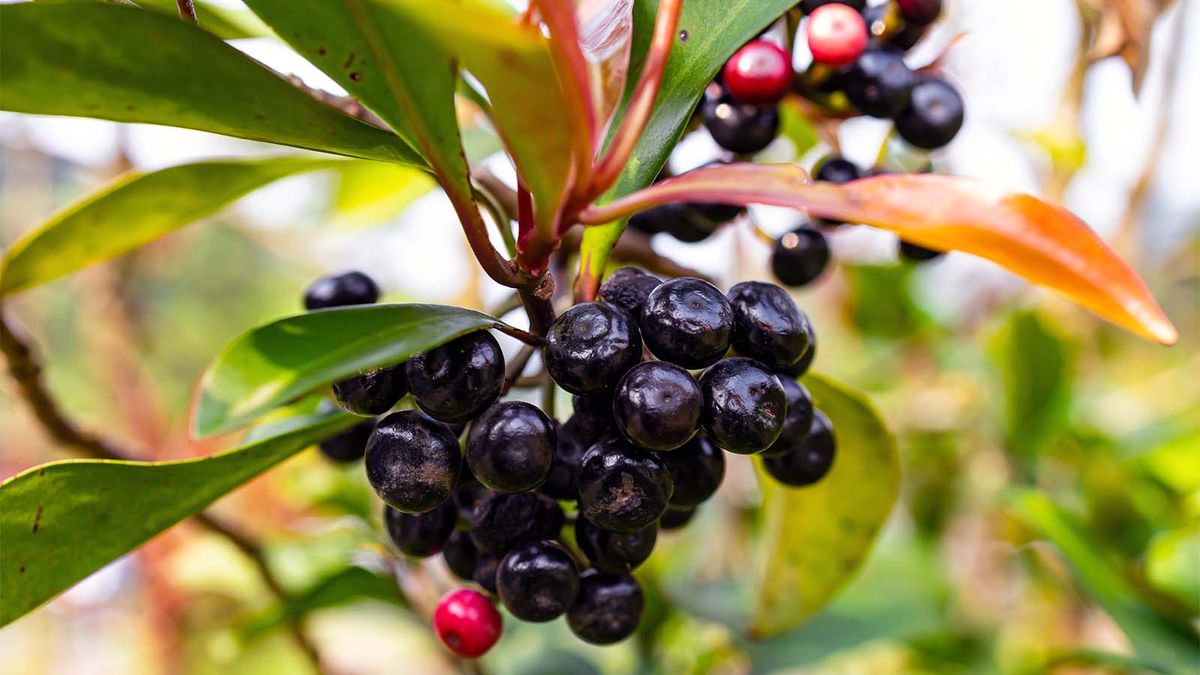 The Maqui Berry Isn T Just A Superfood It S Also A Superfruit Howstuffworks