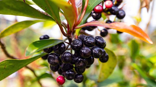 The Maqui Berry Isn't Just a Superfood; It's Also a Superfruit
