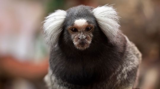 Marmosets Are Tiny, Upper Canopy-dwelling Monkeys