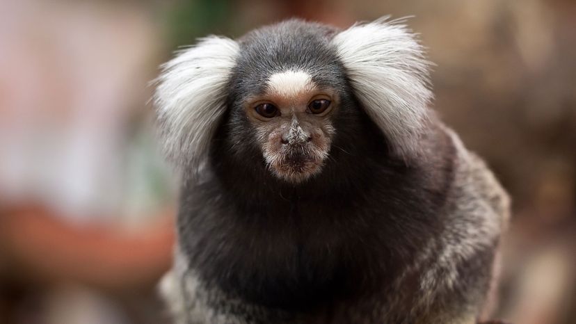 small monkey breeds