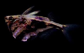 Marbled Hatchetfish