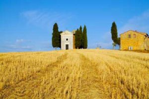 italian wheat field