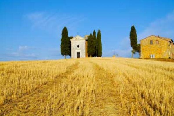 italian wheat field