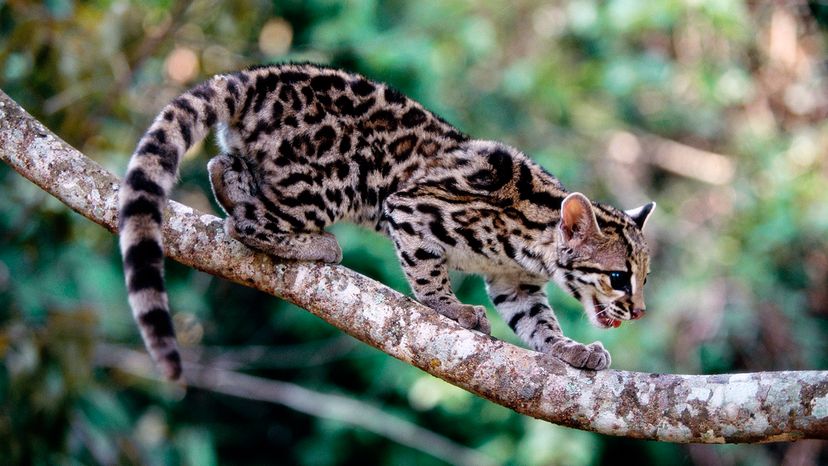 margay