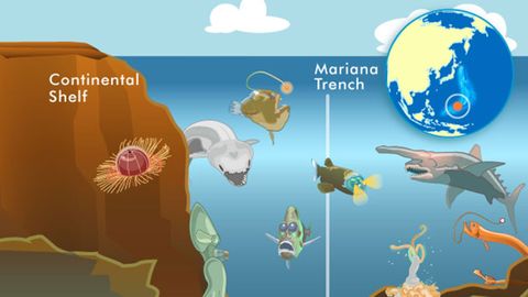 10 Weird Creatures From the Mariana Trench | HowStuffWorks