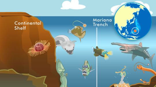 来自马里亚纳海沟的10种奇怪生物＂border=