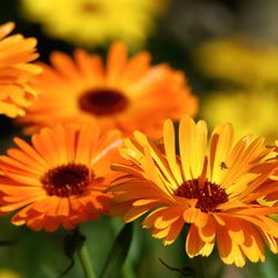 Marigolds are a gardener's dream because they're easy to care for and have a lengthy blooming period.