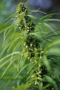 The leaves and flower head of Cannabis sativa