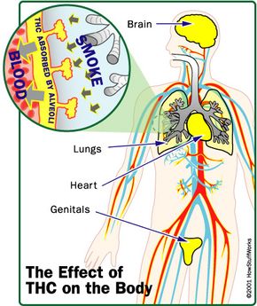 lungs of a weed smoker