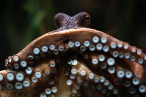 We knew that cephalopods like Manolo here could &quot;predict&quot; the outcomes of sports matches, but edit their own RNA? Incredible!