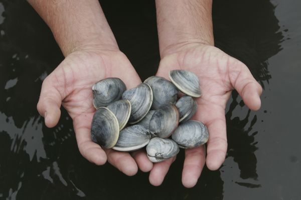 Littleneck clams