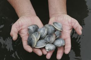 Some little neck clams along the East Coast have been attacked by a curious cancer.