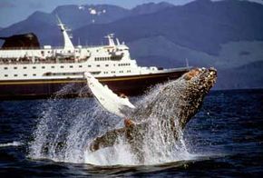 Travelers on Marine Highway might see a humpback whale jump in Chatham Strait.