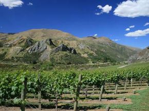 The Marlborough region is the leading wine-producing area in New Zealand. See our collection of wine pictures.