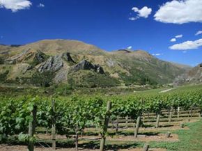 Vineyard in Marlborough, a central region of New Zealand.