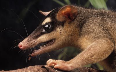 Marsupial Image Gallery | HowStuffWorks