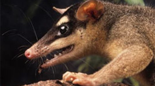 Marsupial Pictures